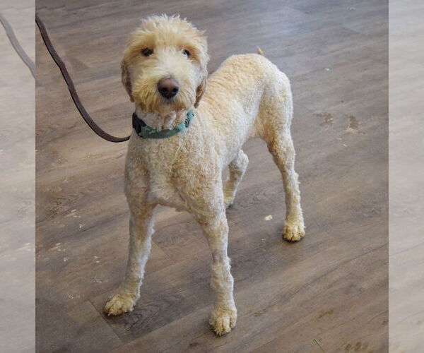 Medium Photo #3 Mutt Puppy For Sale in Huntley, IL, USA