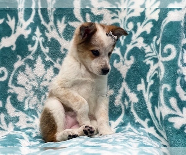 Medium Photo #3 Texas Heeler Puppy For Sale in LAKELAND, FL, USA