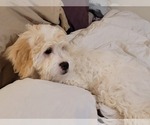 Small #3 Lhasa-Poo