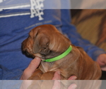 Small #54 Rhodesian Ridgeback