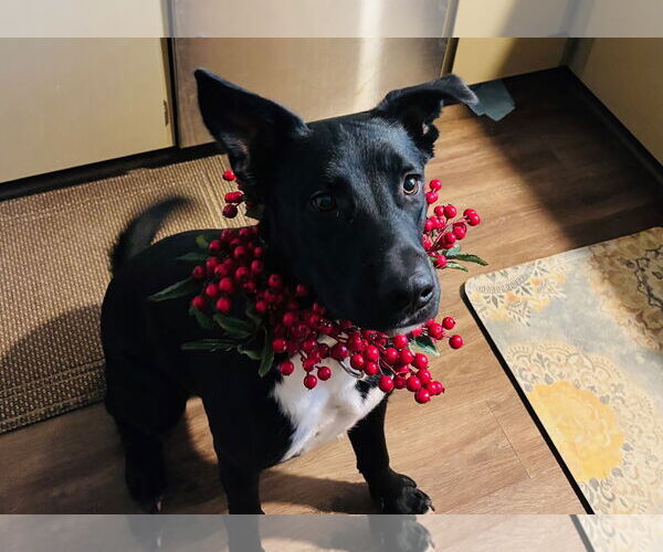 Medium Photo #1 Labrador Retriever-Unknown Mix Puppy For Sale in Chandler, AZ, USA