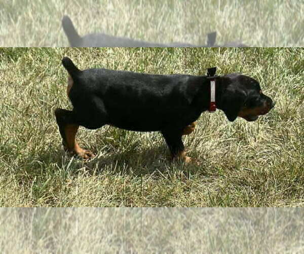 Medium Photo #3 Doberman Pinscher Puppy For Sale in WARSAW, IN, USA