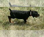Small #2 Doberman Pinscher
