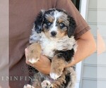 Small #1 Bernedoodle (Miniature)