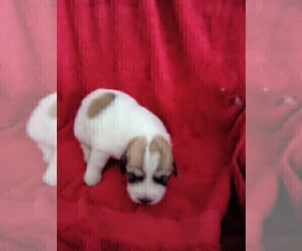 Medium Photo #19 Great Pyrenees Puppy For Sale in BANCROFT, WI, USA