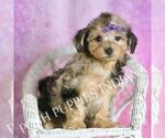Small #6 YorkiePoo
