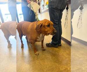 Quinn - Female Beagle-Unknown Mix Dog for Adoption - Photo #12