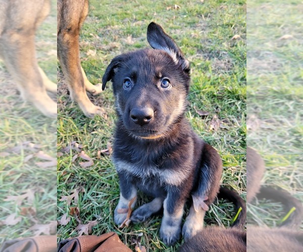 Medium Photo #7 German Shepherd Dog Puppy For Sale in NATHALIE, VA, USA