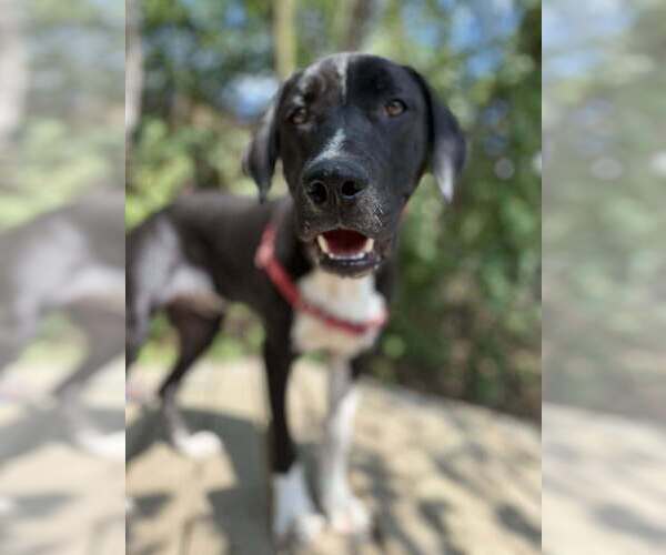 Medium Photo #14 Mutt Puppy For Sale in Elmsford, NY, USA