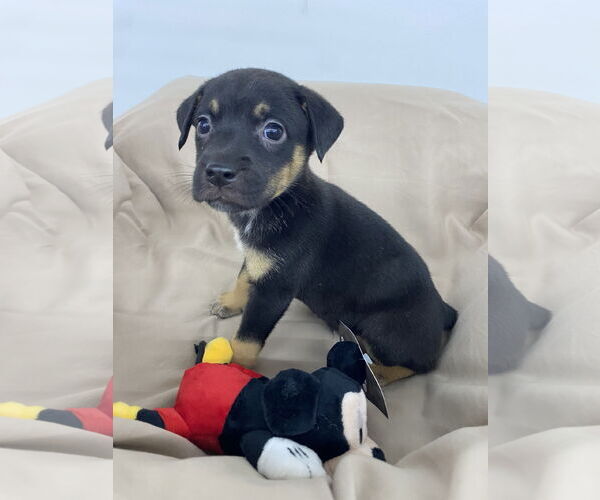 Medium Photo #3 Labrador Retriever-Unknown Mix Puppy For Sale in Hillsboro, MO, USA