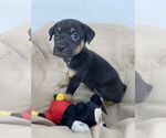 Small #2 Labrador Retriever Mix