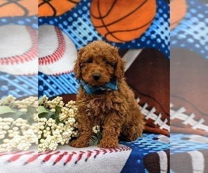 Poodle (Miniature) Puppy for sale in QUARRYVILLE, PA, USA