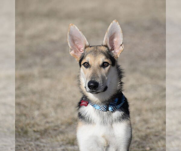 Medium Photo #11 German Shepherd Dog Puppy For Sale in Gretna, NE, USA