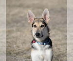 Small #10 German Shepherd Dog