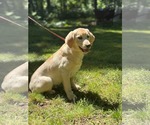 Small #5 Mutt