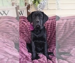 Small Photo #1 Cane Corso Puppy For Sale in MINERAL WELLS, WV, USA