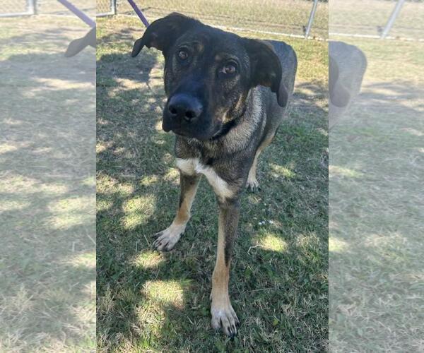 Medium Photo #6 Mutt Puppy For Sale in Rockwall, TX, USA