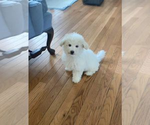 Maltipoo Puppy for Sale in HIGH POINT, North Carolina USA