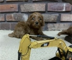Small Photo #2 Cavapoo Puppy For Sale in GOSHEN, IN, USA