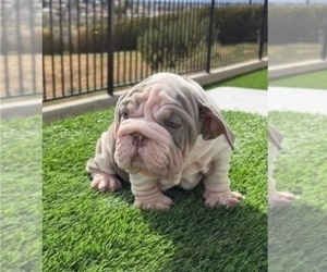 English Bulldog Puppy for sale in HOUSTON, TX, USA