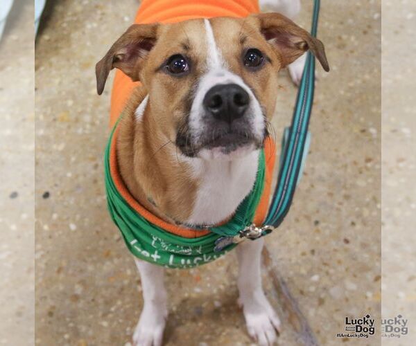 Medium Photo #2 Mutt Puppy For Sale in Washington, DC, USA