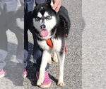 Small #7 Alusky