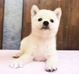 Small Photo #18 Shiba Inu Puppy For Sale in SAN FRANCISCO, CA, USA