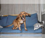 Small #3 Mutt