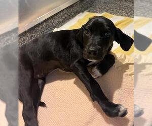 Treeing Walker Coonhound-Unknown Mix Dogs for adoption in Brewster, MA, USA