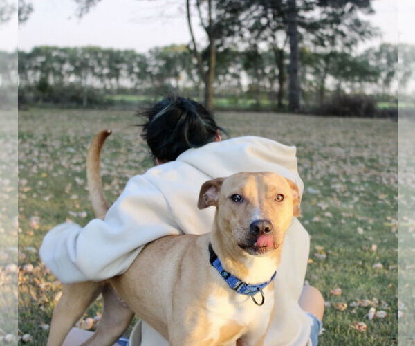 Medium Photo #5 Boxer-Unknown Mix Puppy For Sale in Brooklyn Center, MN, USA