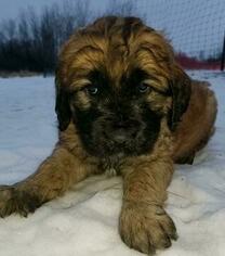 Saint Berdoodle Puppy for sale in EDEN VALLEY, MN, USA
