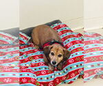 Small Dachshund