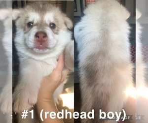 Siberian Husky-Wolf Hybrid Mix Puppy for sale in SAN BERNARDINO, CA, USA