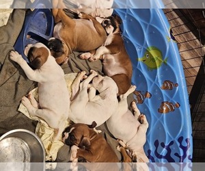 Boxer Puppy for sale in ALTOONA, PA, USA