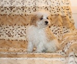 Small #19 Goldendoodle (Miniature)