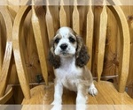 Small #4 Cocker Spaniel