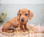 Puppy Fawn Dachshund