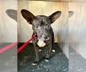 Chihuahua Dogs for adoption in Woodland, CA, USA