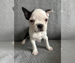 Puppy Poppy Boston Terrier