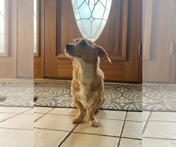 Medium Photo #6 Dachshund-Unknown Mix Puppy For Sale in Wheaton, IL, USA