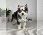 Small #1 Pomsky