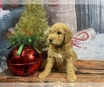 Small Photo #24 Aussiedoodle Puppy For Sale in COMMERCE, MI, USA