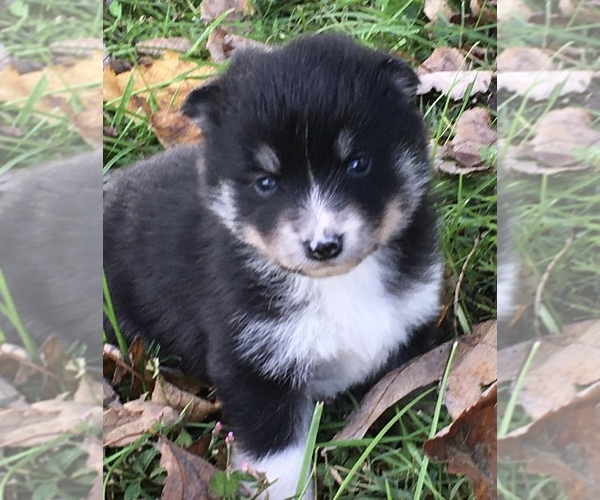 Medium Photo #1 Pomsky Puppy For Sale in BAXTER, TN, USA