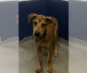 Mountain Cur-Unknown Mix Dogs for adoption in Sterling, MA, USA