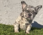 Small Photo #20 French Bulldog Puppy For Sale in PHOENIX, AZ, USA