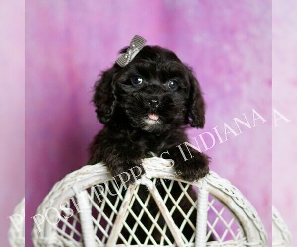 Medium Photo #62 Cavapoo (Miniature) Puppy For Sale in WARSAW, IN, USA