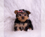 Small Photo #97 Yorkshire Terrier Puppy For Sale in WARSAW, IN, USA