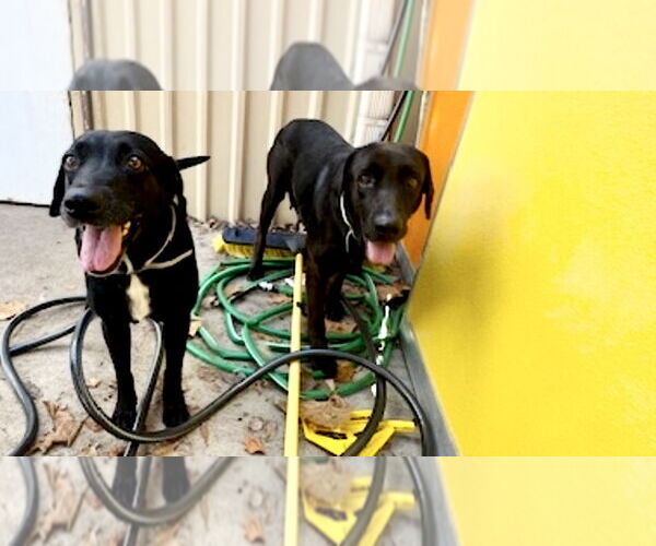 Medium Photo #3 Labrador Retriever-Unknown Mix Puppy For Sale in Houston, TX, USA