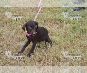 Labrador Retriever Dog for Adoption in SANGER, Texas USA