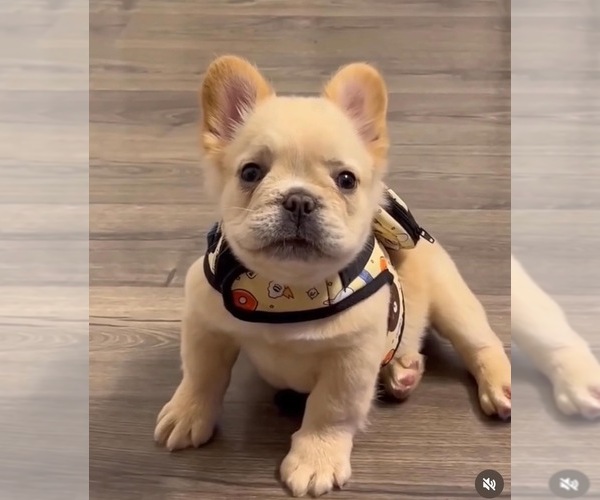 Medium Photo #3 French Bulldog Puppy For Sale in SAN JOSE, CA, USA